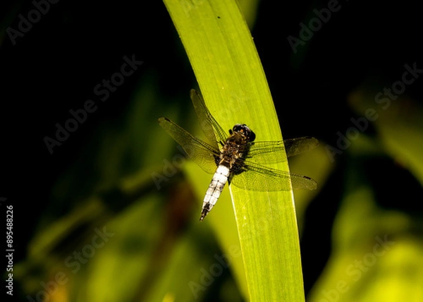 Obraz Spreewald, Kanutour, Libelle