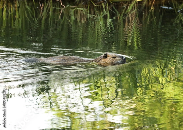 Obraz Spreewald, Kanutou