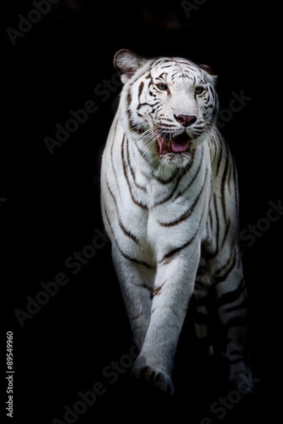 Obraz White tiger walking isolated on black background