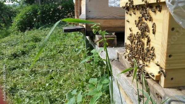 Obraz Bienen