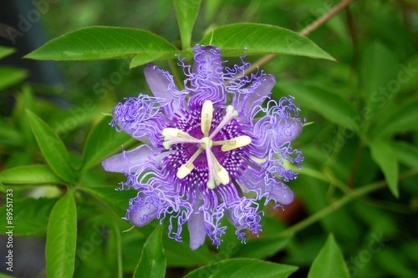Fototapeta Fleur violette