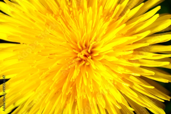 Fototapeta Yellow dandelion close-up. Natural background.