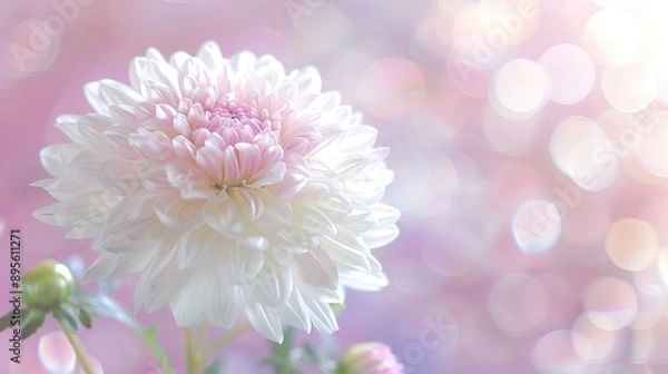 Fototapeta   Close-up of a white and pink flower against a pink backdrop, with light emanating from the center