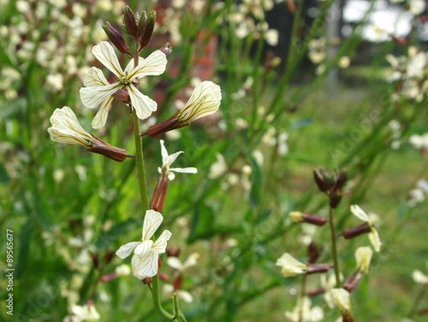 Fototapeta Rucolablüte