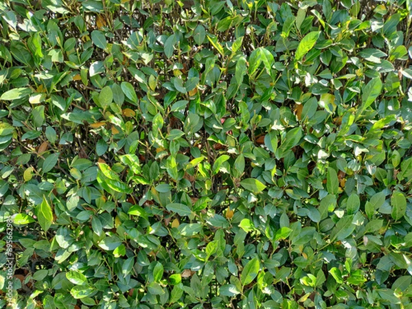 Fototapeta hedgerow full frame background