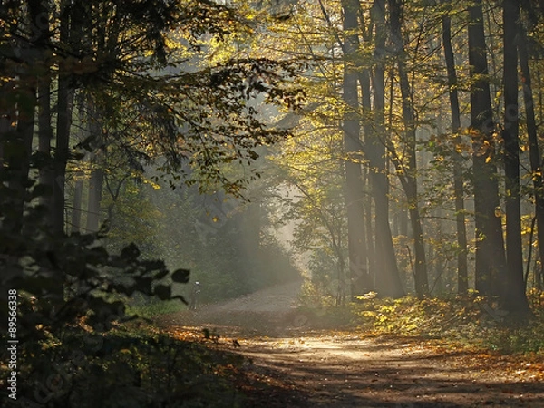 Obraz Foggy autumn forest