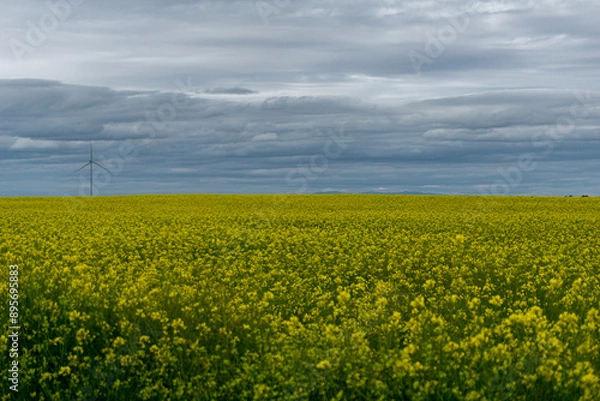 Obraz Campo de alfalfa
