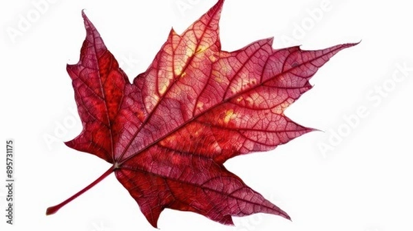 Fototapeta vibrant autumn maple leaf closeup rich crimson hues with delicate veins contrasting against lush green stem isolated on pure white emphasizing intricate natural patterns