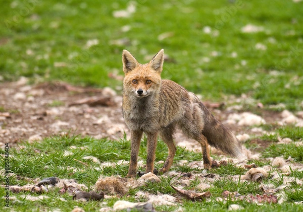Obraz Renard roux; vulpes vulpes