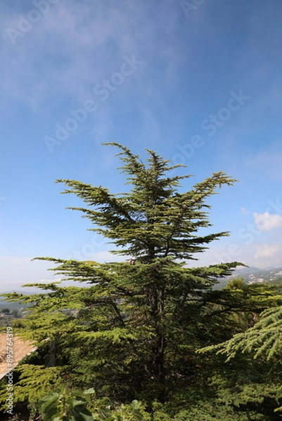 Obraz pine tree on the hill 
