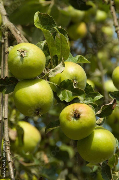 Obraz apple tree