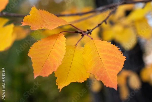 Fototapeta Tree branch with yellow-orange autumn leaves in the park on a blurred background