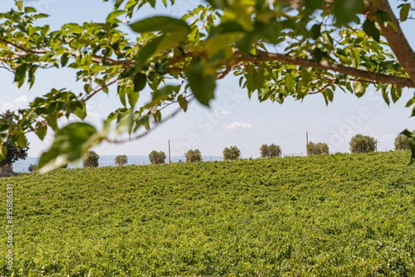 Obraz Tuscany's Serene Vineyard Vista