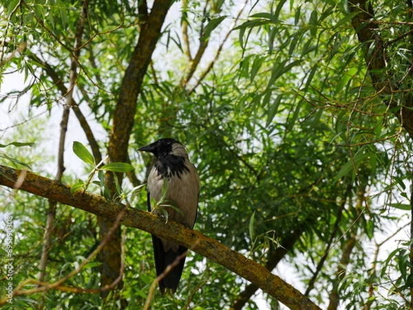 Fototapeta A gray crow sits on a willow branch..