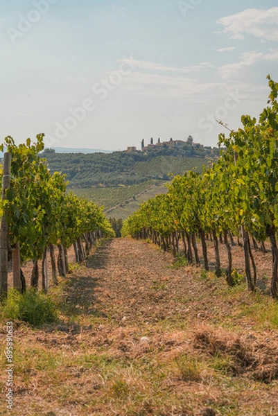 Obraz vineyard in Tuscany
