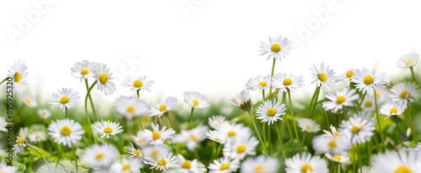 Obraz Meadow grass with wild daisies in full flower in spring and summer with a collection of additional garden daisy flowers and stems isolated against a transparent background.