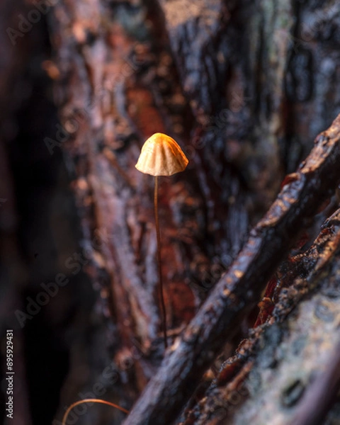 Obraz Marasmius pulcherripes
