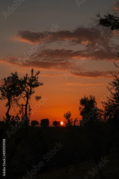 Obraz Tuscan Sunset Over Olive Groves