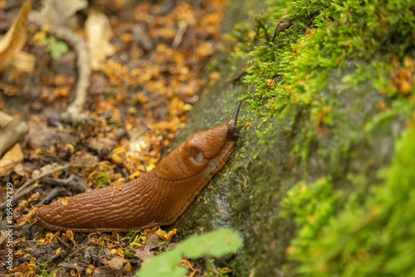 Obraz Close up view of common brown Spanish slug on wooden log outside.
