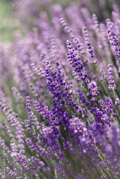 Fototapeta blühender Lavendel in Deutschland Nahaufnahme
