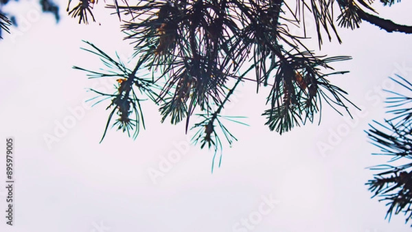 Fototapeta Pine needles on a white sky background close-up