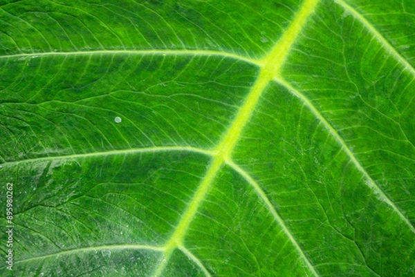 Fototapeta A leaf with a green stem and veins. The leaf is green and has a yellow line