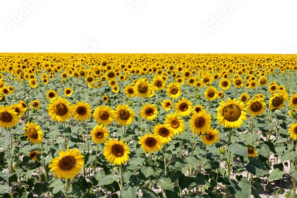 Fototapeta Large field of sunflowers with transparent background
