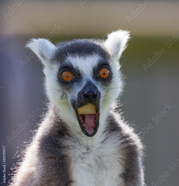 Obraz black and white lemur