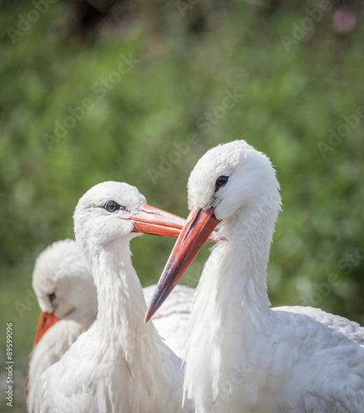 Obraz white stork