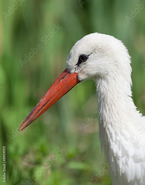 Obraz white stork