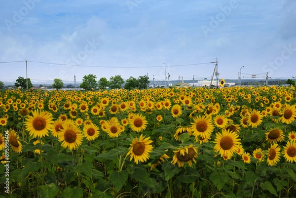 Fototapeta 小野ひまわり公園のひまわり