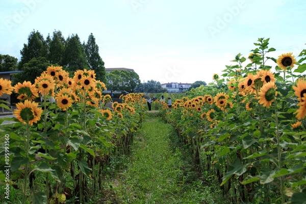 Fototapeta 小野ひまわり公園のひまわり