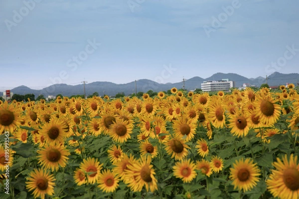 Fototapeta 小野ひまわり公園のひまわり