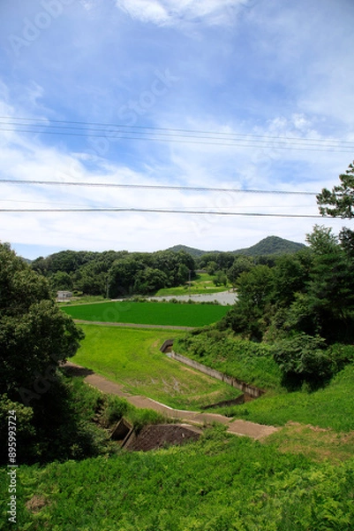 Fototapeta 日本の田園風景