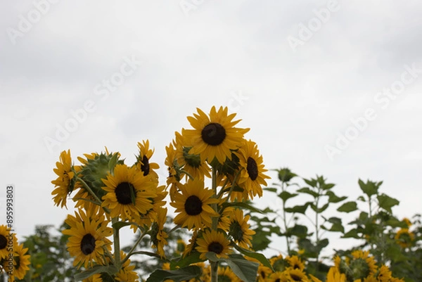 Fototapeta 小野ひまわり公園のひまわり