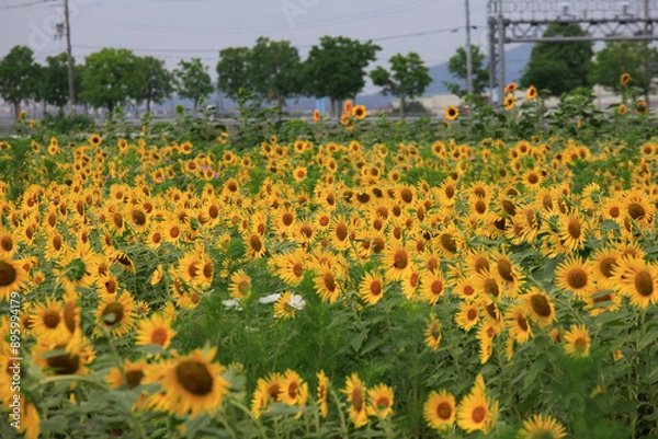 Fototapeta 小野ひまわり公園のひまわり