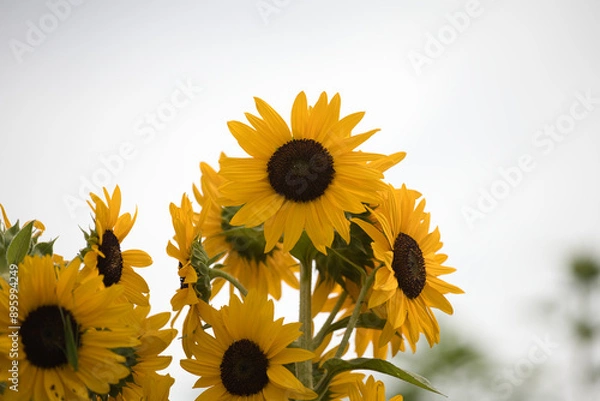 Fototapeta 小野ひまわり公園のひまわり