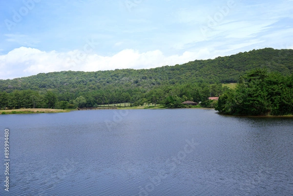 Fototapeta 鴨池公園の池
