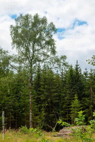 Obraz large tree stands in a forest with a cloudy sky above