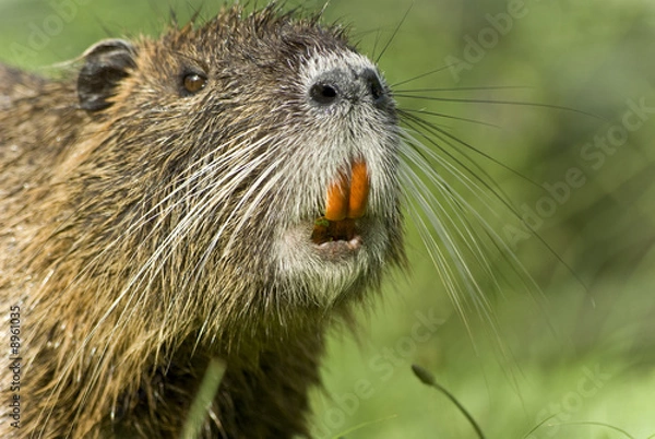 Obraz nutria