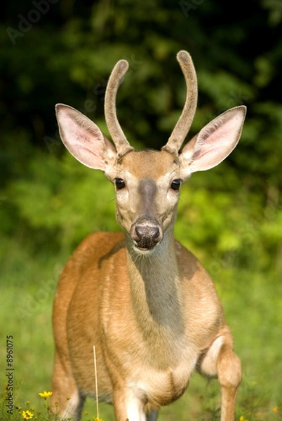 Fototapeta whitetail buck that's lifting his leg in summer