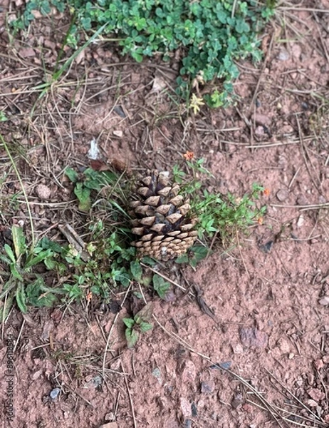 Obraz Pine cone on the ground