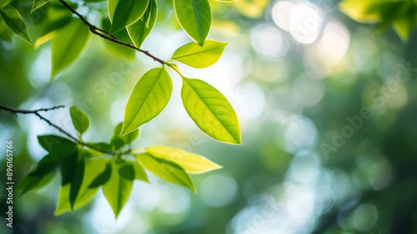 Fototapeta Close-up of vibrant green leaves with sunlight filtering through, creating a serene and refreshing atmosphere.