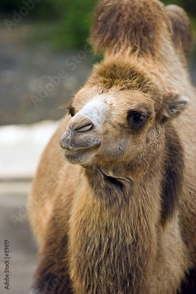 Obraz camel