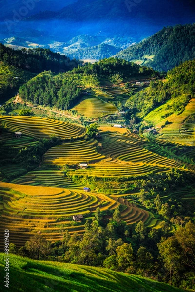Obraz Rice terraces