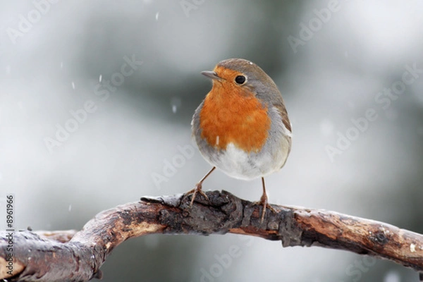 Obraz The Robbin (Erythacus rubecula) on a branch with falling snow
