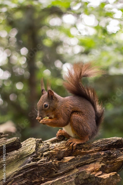 Obraz Squirrel Eating