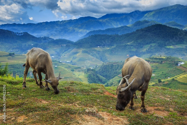 Obraz Buffalo grazing