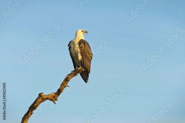 Obraz White Bellied Sea Eagle