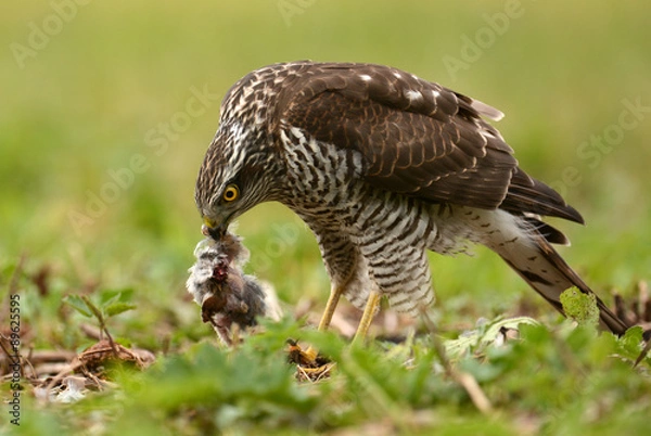 Fototapeta Sparrowhawk